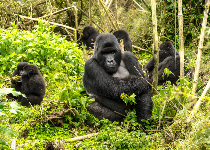 16 Day Rwanda and Uganda's Gorilla Trekking and Big Five