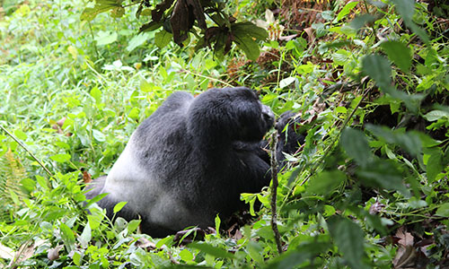 Gorilla Trekking