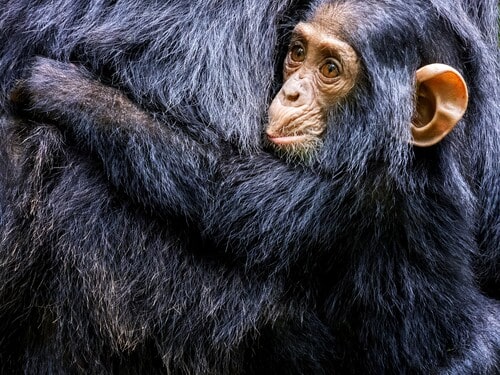 Baby chimpanzee, pan troglodytes, clings to its mother. Kibale National Park, Western Uganda. The park conservation programme means that some troupes are habituated for human contact.
