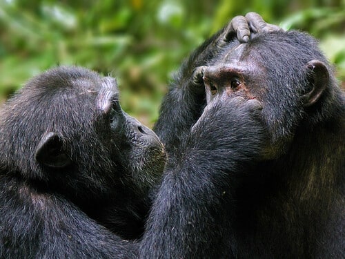 Pan,Troglodytes,-,Commun,Eastern,Chimpanzees,,Grooming,Each,Other,In