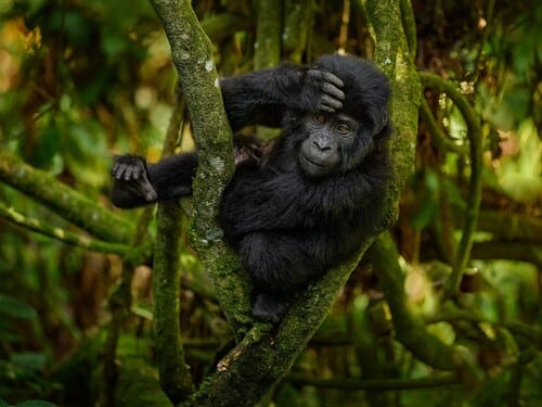 Wildlife Uganda. Gorilla baby. Young Gorilla in the habitat, Bwindi NP in Uganda. Cute wildlife in Africa. Mountain Gorilla in the forest, on climb up the tree, light in the forest.
