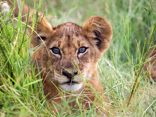 Baby Lion (panthera leo), Ishasha sector in Queen Elizabeth National Park, Uganda
