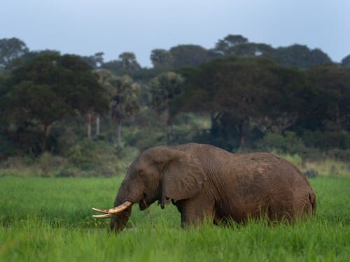 African elephant is on the meadow. Elephant in the Murchison Falls park. Safari in Uganda. African nature.