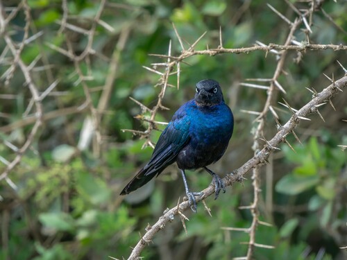 Rüppell's,Starling,,Also,Known,As,Rueppell's,Glossy-starling,Or,Rueppell's,Long-tailed