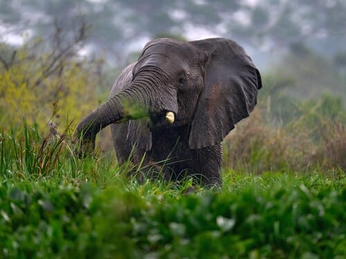 Uganda wildlife, Africa. Elephant in rain, Victoria Nile delta. Elephant in Murchison Falls NP, Uganda. Big Mammal in the green grass, forest vegetation. Elephant watewr walk in the nature habitat.