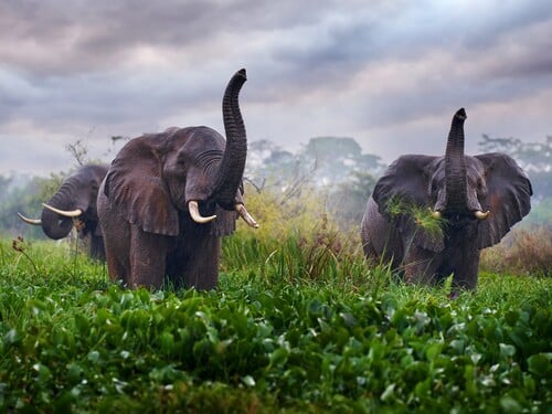 Elephant in rain, Victoria Nile delta. Elephant in Murchison Falls NP, Uganda. Big Mammal in the green grass, forest vegetation. Elephant watewr walk in the nature habitat. Uganda wildlife, Africa.