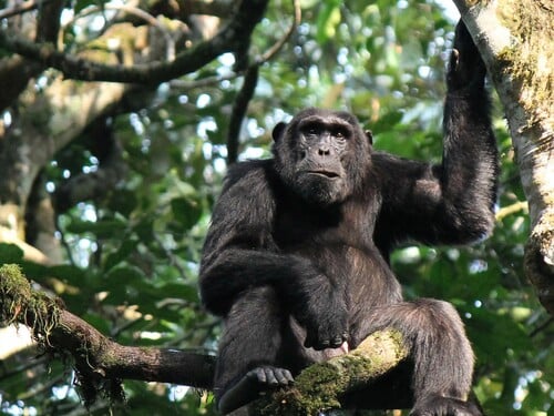 Common Chimpanzee - Scientific name: Pan troglodytes Face Portrait en profil at Kibale Forest National Park, Rwenzori Mountains, Uganda, Africa
