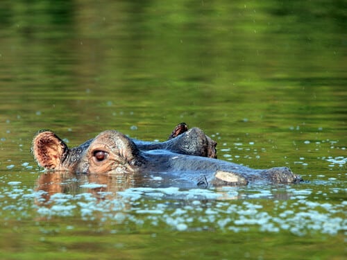 Hippopotamus,(hippopotamus,Amphibius),In,The,Water,,Looking,Over,The,Surface.