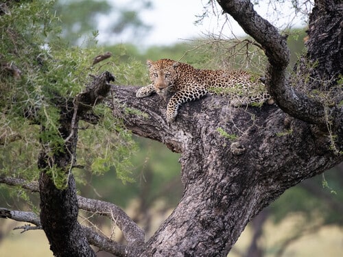 Leopard in a tree, Panthera pardus, Murchison Falls National Park, Uganda