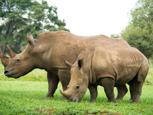 White rhinoceros with young (Ceratotherium simum), Ziwa Rhino Sanctuary, Uganda