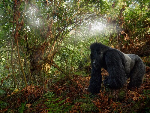 Gorilla - wildlife close-up portrait . Mountain gorilla, Mgahinga National Park in Uganda. Detail head portrait with beautiful eyes. Wildlife scene from nature. Africa. mammal in green vegetation.