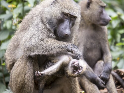 Adult olive or common baboon grooming youth in Kibale National Park, Uganda.