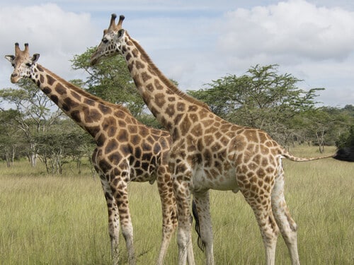 Giraffes,At,Lake,Mburo