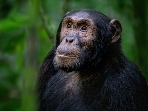 Adult chimpanzee, pan troglodytes, in the tropical rainforest of Kibale National Park, western Uganda. The park conservation programme means that some troupes are habituated for human contact.