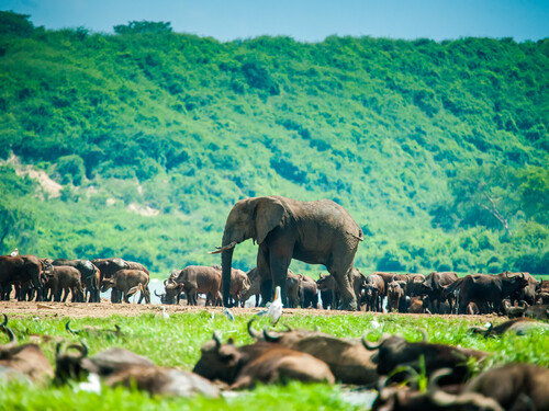 African Elephant. Queen Elizabeth National Park. Uganda