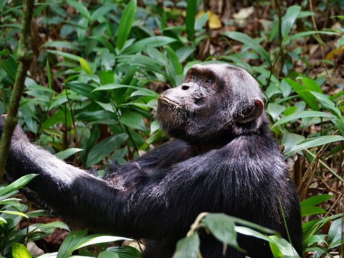 Chimpanzee looking upwards in Kibale Forest National Park, Uganda