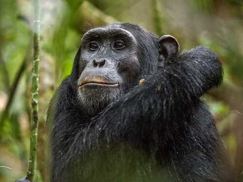 Close up portrait of old chimpanzee Pan troglodytes resting in the jungle of Kibale forest in Uganda. Africa