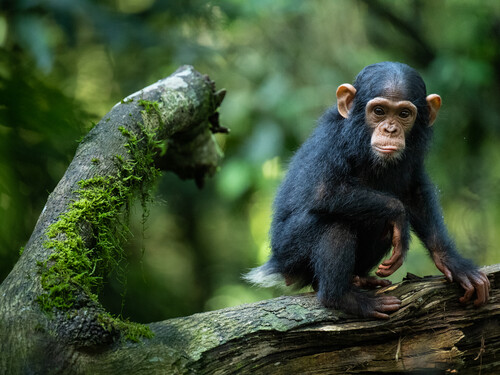 Chimpanzee, Pan troglodytes, Kibale Forest National Park, Uganda