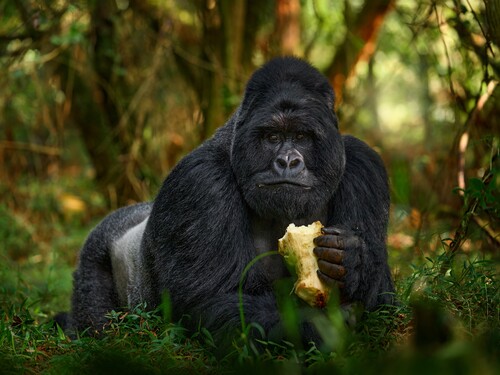 Gorilla - wildlife forest portrait. Uganda mountain gorilla with food. Detail head primate portrait with beautiful eyes. Wildlife scene from nature. Africa. Mountain gorilla monkey ape, Bwindi NP.