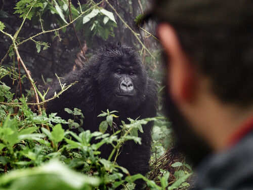 Rear view of tourist observing mounta gorilla