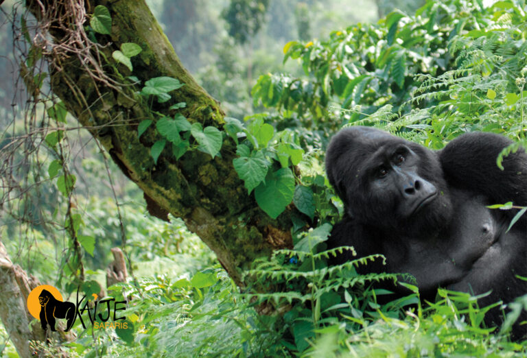 kaije 12 days safaris