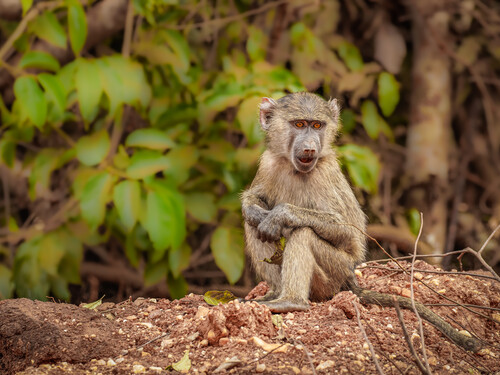 Little baboon ( Papio ursinus) looking for food, Murchison Falls National Park, Uganda.