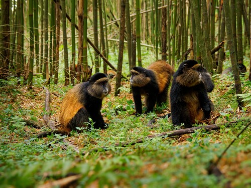 Golden Monkey - Cercopithecus kandti originally subspecies of Blue monkey (Cercopithecus mitis kandti), found in Mgahinga in Uganda, Volcanoes in Rwanda and Virunga in highland forest near bamboo.