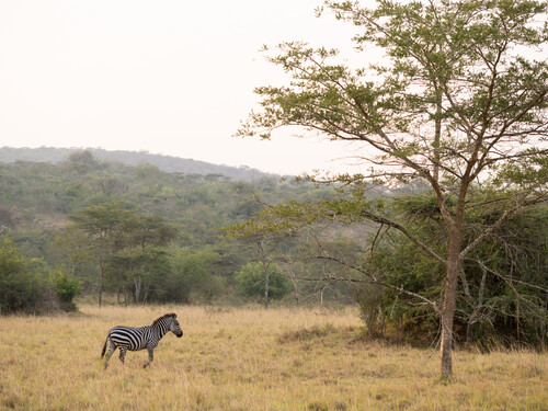 Burchell's zebra (Equus burchellii), Lake Mburo National Park, Uganda