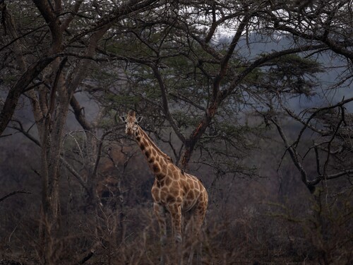 Northern giraffe in the Lake Mburo National park. Safari in Uganda. Giraffe stay in the burned forest.. African wildlife.