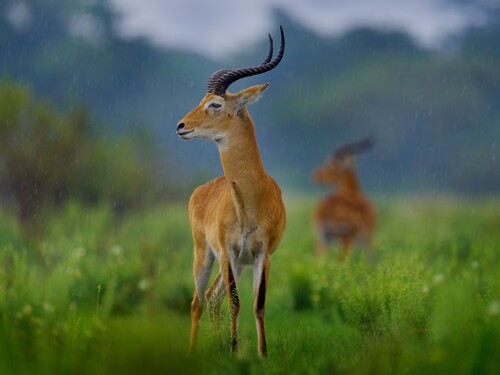 Ugandan,Kob,,Kobus,Kob,Thomasi,,Rainy,Day,In,The,Savannah.