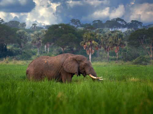 Elephant in Murchison Falls NP, Uganda. Big Mammal in the green grass, forest vegetation in the background. Elephant watewr walk in the nature habitat. Uganda wildlife, Africa.
