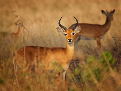 Pair reddish-brown antelope Kobus kob thomasi -- Uganda kob, territorial male in foreground, female in background, typical environment, dry brown blurred savanna in Murchison Falls,Uganda. Nice color.